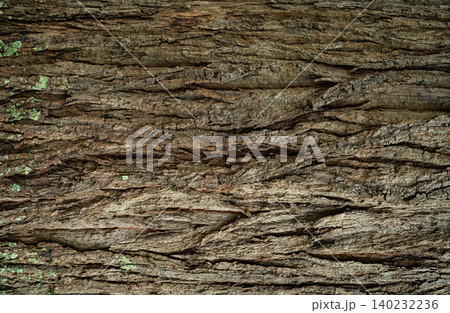 Close-up of tree bark texture background. Natural wood patterns and rough grainy surface, ideal for eco-friendly projects and nature-themed designs. Organic material background for carbon neutrality. Close-up of tree bark texture background. Natural wood patterns and rough grainy surface, ideal for eco-friendly projects and nature-themed designs. Organic material background for carbon neutrality. 140232236