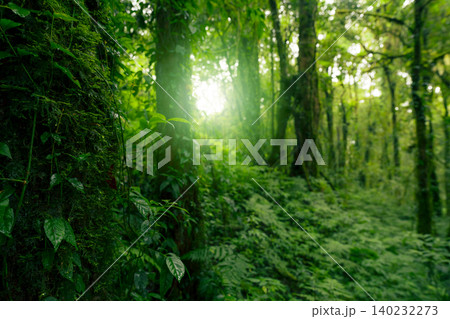 Green tree forest. Carbon credit concept. Natural carbon sink fight climate change. Sustainability in carbon-neutral ecosystems. Green and sustainable environment. Natural carbon capture solution. 140232273
