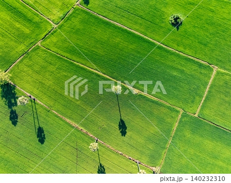 Aerial view of lush green rice field with sugar palm trees. Sustainable agriculture landscape. Sustainable rice farming. Rice cultivation. Green landscape. Organic farming. Sustainable land use. Aerial view of lush green rice field with sugar palm trees. Sustainable agriculture landscape. Sustainable rice farming. Rice cultivation. Green landscape. Organic farming. Sustainable land use. 140232310
