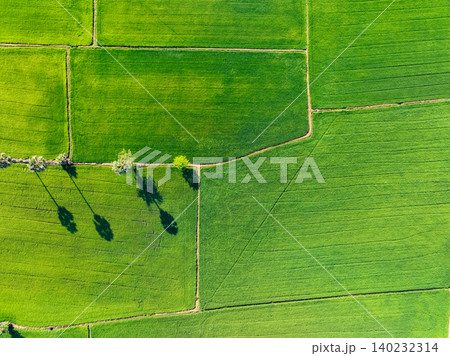 Aerial view of lush green rice field with sugar palm trees. Sustainable agriculture landscape. Sustainable rice farming. Rice cultivation. Green landscape. Organic farming. Sustainable land use. Aerial view of lush green rice field with sugar palm trees. Sustainable agriculture landscape. Sustainable rice farming. Rice cultivation. Green landscape. Organic farming. Sustainable land use. 140232314