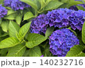 紫の紫陽花 140232716