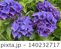 紫の紫陽花 140232717