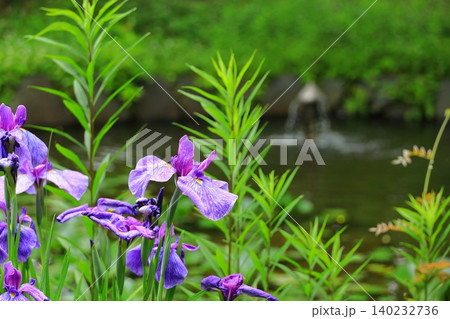 池に咲く花菖蒲 府中郷土の森博物館 池に咲く花菖蒲 府中郷土の森博物館 140232736