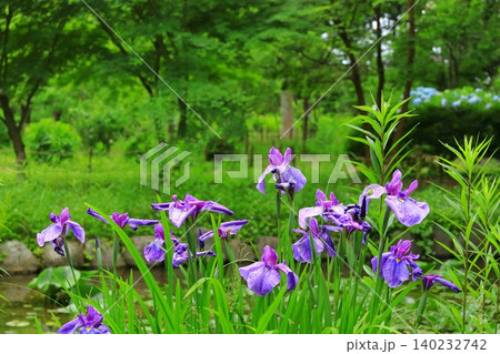 池に咲く花菖蒲 府中郷土の森博物館 池に咲く花菖蒲 府中郷土の森博物館 140232742