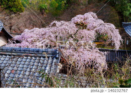 十輪寺　業平桜の咲く風景 140232767