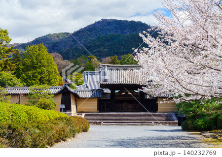 京都 随心院の桜 京都 随心院の桜 140232769
