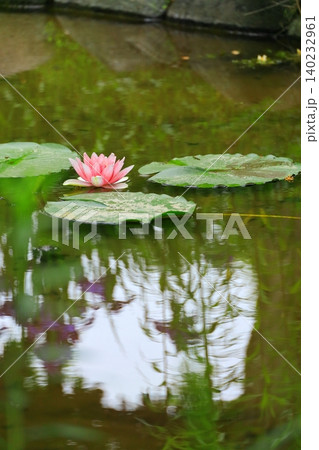 水面に映るピンク色の睡蓮 府中郷土の森博物館 水面に映るピンク色の睡蓮 府中郷土の森博物館 140232961