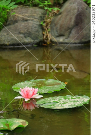 水面に映るピンク色の睡蓮 府中郷土の森博物館 水面に映るピンク色の睡蓮 府中郷土の森博物館 140232971