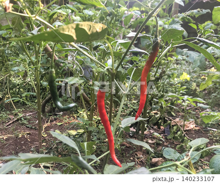 Red Chili Peppers Growing on Plant in Garden 140233107