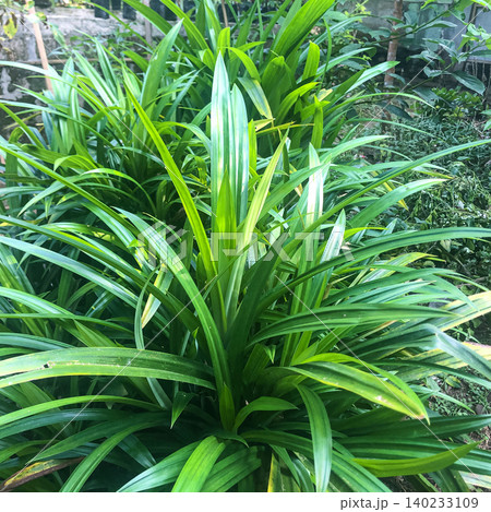 Close up of lush tropical green leaves 140233109