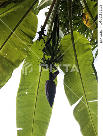 Banana Blossom and Young Bananas on Banana Tree Banana Blossom and Young Bananas on Banana Tree 140233118