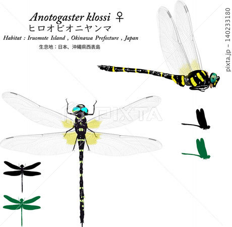 ヒロオビオニヤンマのイラストセット 昆虫 蜻蛉 絶滅危惧種 西表島 140233180