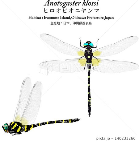 ヒロオビオニヤンマのイラストセット 昆虫 蜻蛉 絶滅危惧種 西表島 140233260