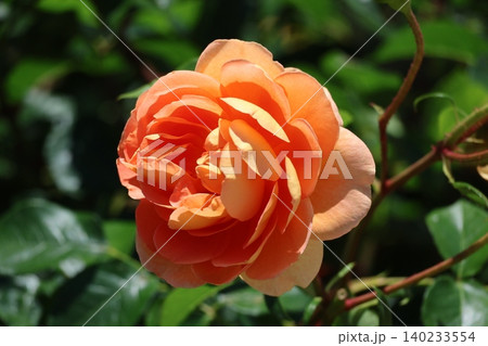 オレンジ色の花びらのバットオースチンという薔薇の花のアップの風景 140233554