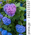 ピンクと薄紫が溶け合うハート型の紫陽花 ピンクと薄紫が溶け合うハート型の紫陽花 140233587