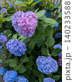 ハートのように見える優しい色合いの紫陽花 ハートのように見える優しい色合いの紫陽花 140233588