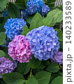 雨の季節を彩るピンクと薄紫の紫陽花のクローズアップ 雨の季節を彩るピンクと薄紫の紫陽花のクローズアップ 140233589