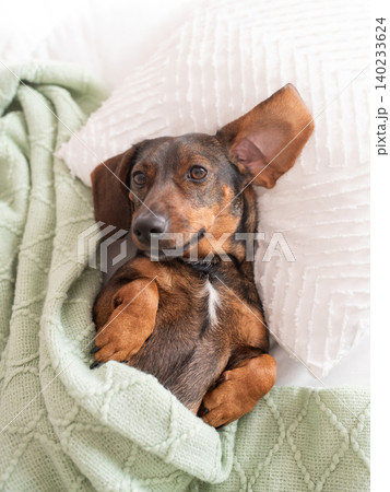 Cute brown dachshund lies on a pillow and looks at the camera 140233624