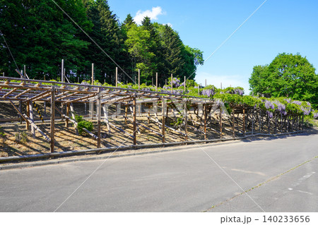 遠軽町丸瀬布の平和山公園の藤棚(晴天) 遠軽町丸瀬布の平和山公園の藤棚(晴天) 140233656