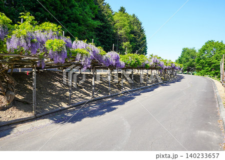 遠軽町丸瀬布の平和山公園の藤棚(晴天) 遠軽町丸瀬布の平和山公園の藤棚(晴天) 140233657