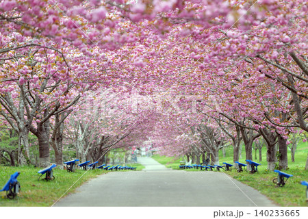 羅生門さくら公園(桜のトンネル)51653- 羅生門さくら公園(桜のトンネル)51653- 140233665