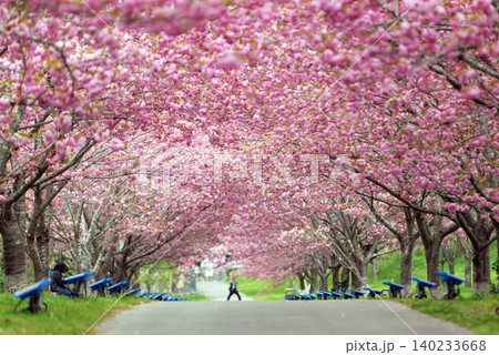 羅生門さくら公園(桜のトンネル)51659- 羅生門さくら公園(桜のトンネル)51659- 140233668