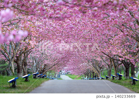 羅生門さくら公園(桜のトンネル)51662- 羅生門さくら公園(桜のトンネル)51662- 140233669
