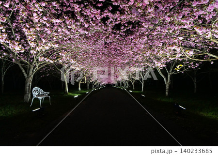 羅生門さくら公園(桜のトンネル)51820 羅生門さくら公園(桜のトンネル)51820 140233685