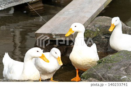 アヒル 群れ 水辺 公園 飼育動物 白い羽 自然風景 水鳥 動物写真 140233741
