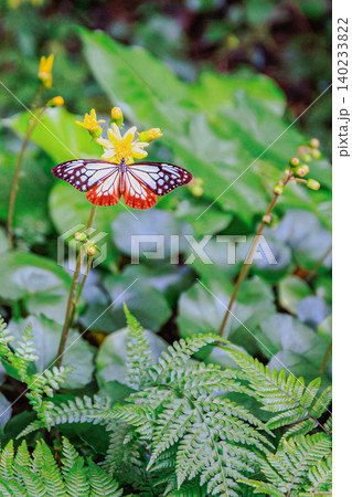可憐な花で蜜を吸うアサギマダラのクローズアップ 可憐な花で蜜を吸うアサギマダラのクローズアップ 140233822