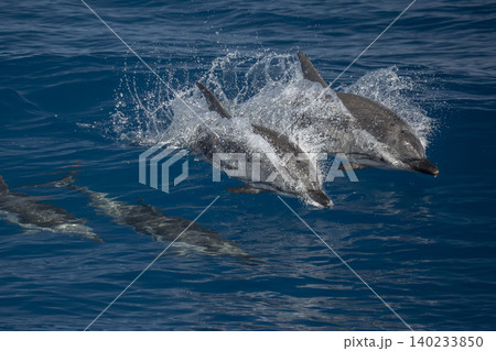 happy striped dolphins jumping on blue sea happy striped dolphins jumping on blue sea 140233850