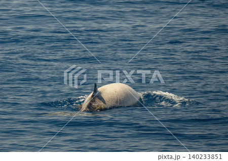 white cuvier beaked whale ziphius cavirostris 140233851