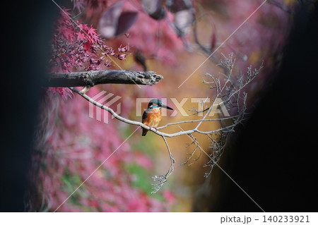 紅葉に囲まれた枝先で休むカワセミ 秋の自然風景 紅葉に囲まれた枝先で休むカワセミ 秋の自然風景 140233921