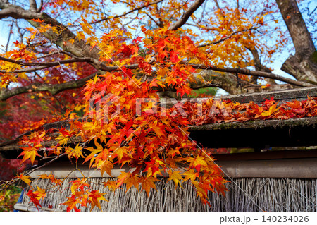 京都 宝厳院の紅葉 京都 宝厳院の紅葉 140234026