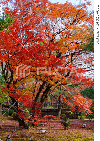京都 宝厳院の紅葉 京都 宝厳院の紅葉 140234031