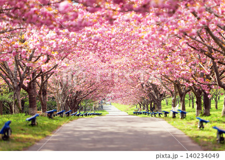 羅生門さくら公園(桜のトンネル)51453- 羅生門さくら公園(桜のトンネル)51453- 140234049