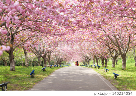 羅生門さくら公園(桜のトンネル)51494 羅生門さくら公園(桜のトンネル)51494 140234054