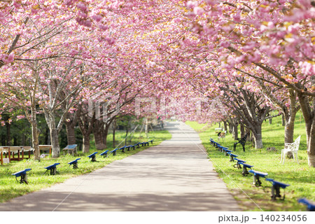 羅生門さくら公園(桜のトンネル)51514 羅生門さくら公園(桜のトンネル)51514 140234056