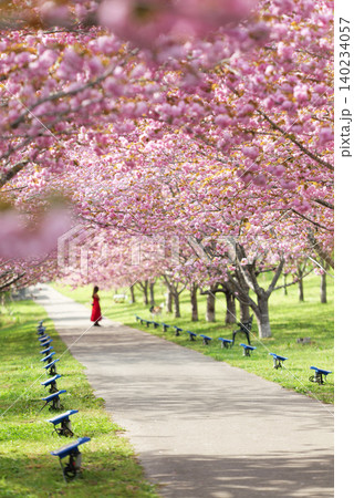 羅生門さくら公園(桜のトンネル)51151 羅生門さくら公園(桜のトンネル)51151 140234057