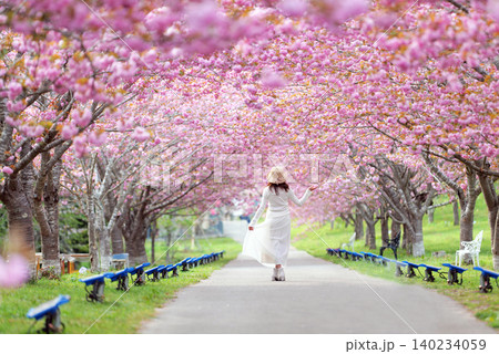羅生門さくら公園(桜のトンネル)51520- 羅生門さくら公園(桜のトンネル)51520- 140234059
