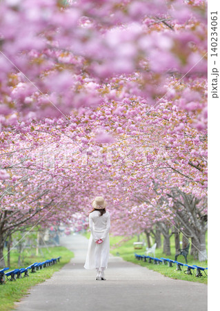 羅生門さくら公園(桜のトンネル)51538 羅生門さくら公園(桜のトンネル)51538 140234061