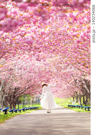 羅生門さくら公園(桜のトンネル)51570- 羅生門さくら公園(桜のトンネル)51570- 140234066
