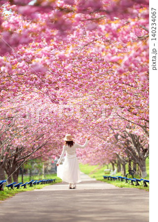 羅生門さくら公園（桜のトンネル）51571- 140234067