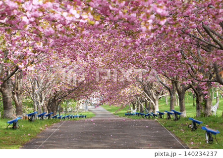 羅生門さくら公園(桜のトンネル)51976- 羅生門さくら公園(桜のトンネル)51976- 140234237