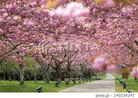 羅生門さくら公園(桜のトンネル)51345 羅生門さくら公園(桜のトンネル)51345 140234247