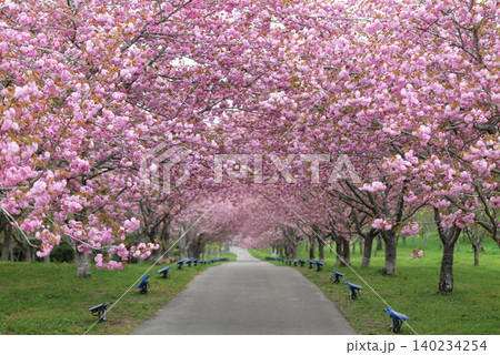 羅生門さくら公園（桜のトンネル）51391 140234254