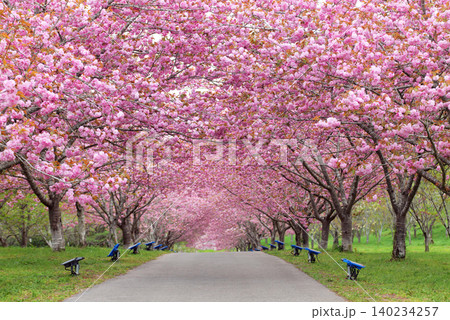 羅生門さくら公園（桜のトンネル）51400- 140234257