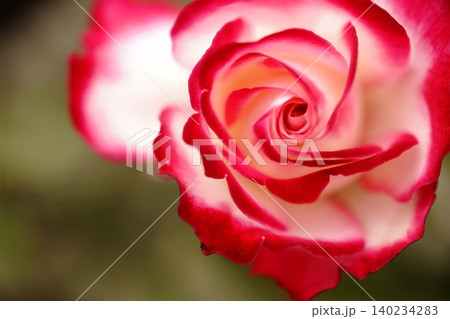 赤いバラの花 赤いバラの花 140234283