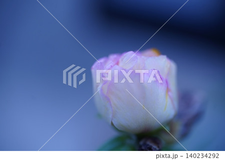 花 花 140234292
