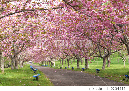 羅生門さくら公園（桜のトンネル）51947 140234411